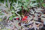 <i>P. delavayi</i> 'Eastgrove Ruby Lace' peony photo