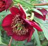 <i>P. delavayi</i> 'Eastgrove Ruby Lace' peony photo