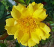 Luminum rose photo