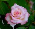 Soft Whisper rose photo