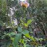 Eve de Rothschild rose photo