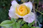 Henri Delbard rose photo