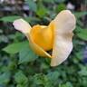 Henri Delbard rose photo