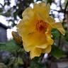 Lemon Fizz ® rose photo
