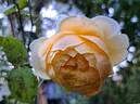 Vanessa Bell rose photo