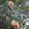 Bathsheba rose photo