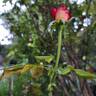 Macha Méril rose photo
