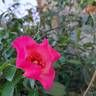 Peace and Love rose photo