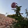 Novalis rose photo