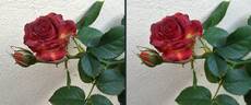 Brown Sugar rose photo