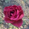Night Time rose photo