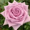 Indigo® rose photo