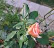 Courage rose photo