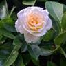 Covent Garden rose photo