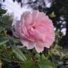 The Wedgwood Rose rose photo