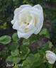Jack Frost rose photo