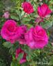 Hot Lady rose photo