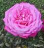 Thriller rose photo