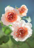 Versigny ® rose photo