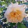 Bathsheba rose photo