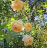 Bathsheba rose photo