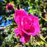 Kazatchok ® rose photo