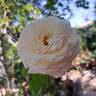 La Sauvagine Terre et Passion rose photo