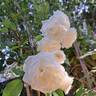 Schneeküsschen rose photo