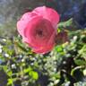 Penelope Lively rose photo