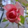 Sir Lancelot rose photo