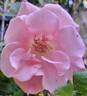 Paris d'Yves St. Laurent rose photo