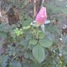 Pear™ rose photo