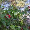 Scarlet Bonica rose photo
