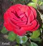 Rebell rose photo