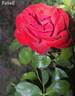 Rebell rose photo