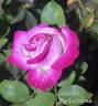 My Caroline rose photo