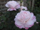 Crown Princess Mary ™ rose photo