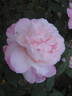 Crown Princess Mary ™ rose photo