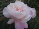 Crown Princess Mary ™ rose photo