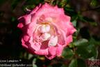 Lyon Lumières rose photo