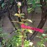 Madrigal rose photo