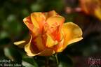 Lollipop rose photo