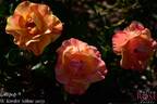 Lollipop rose photo