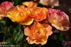Lollipop rose photo