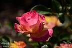 Lollipop rose photo