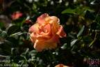 Lollipop rose photo