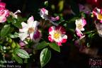 Wabi Sabi rose photo