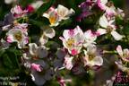 Wabi Sabi rose photo