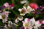 Wabi Sabi rose photo