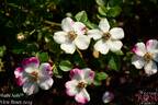 Wabi Sabi rose photo